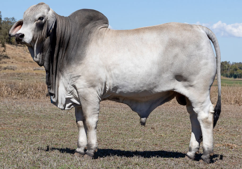 Lot31