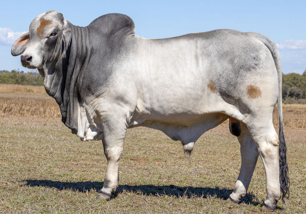 Lot33