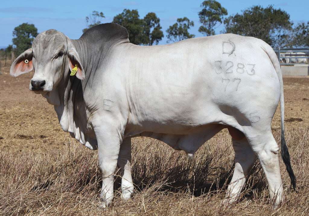 Lot43