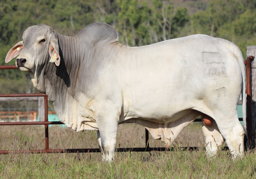 Lot44_6648BULL_img6973_JMc