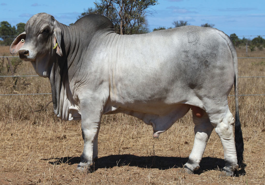Lot45