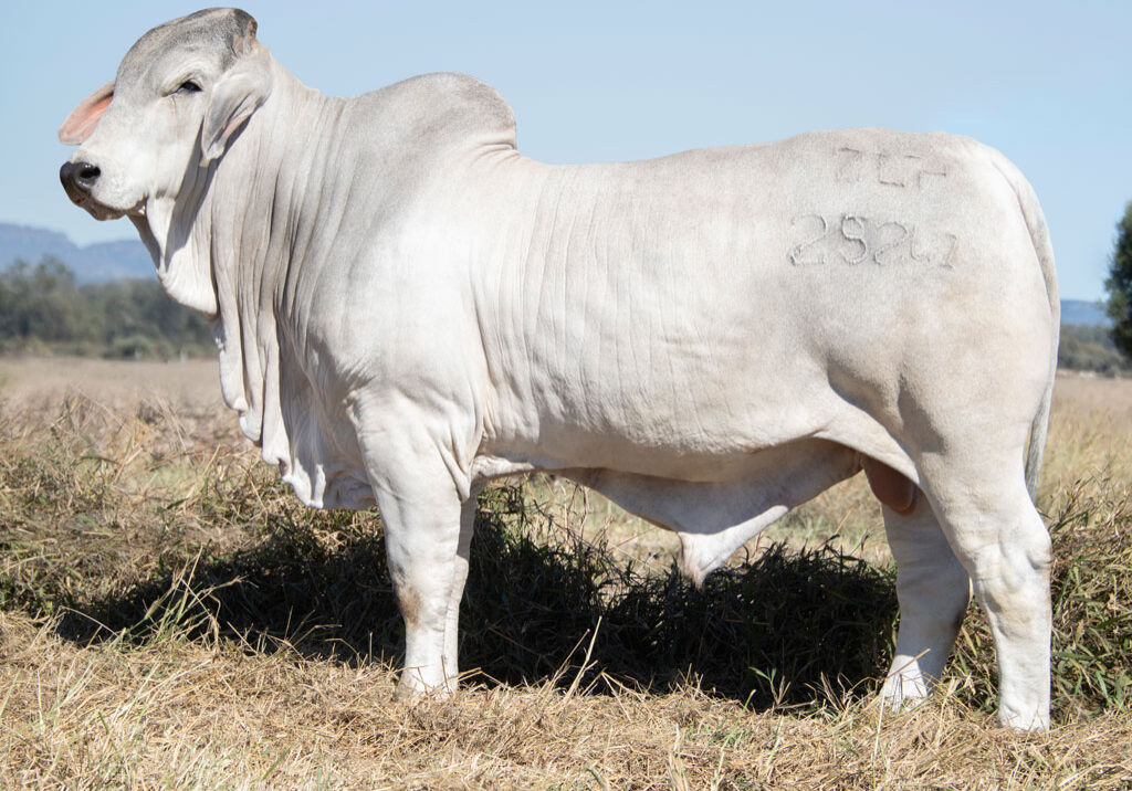 Lot50