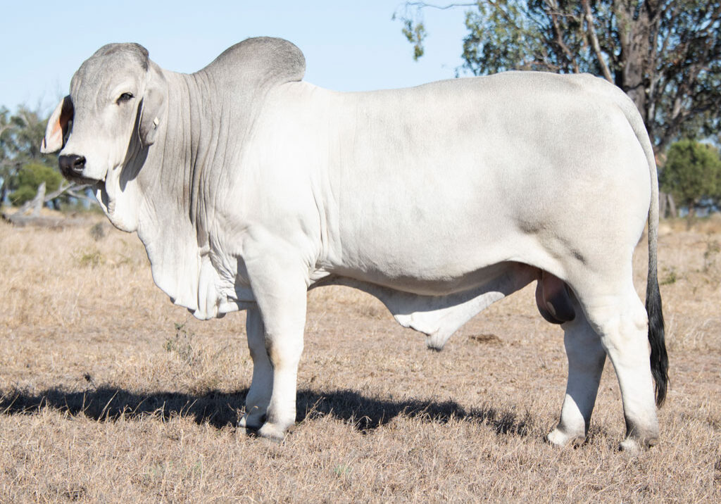 Lot51