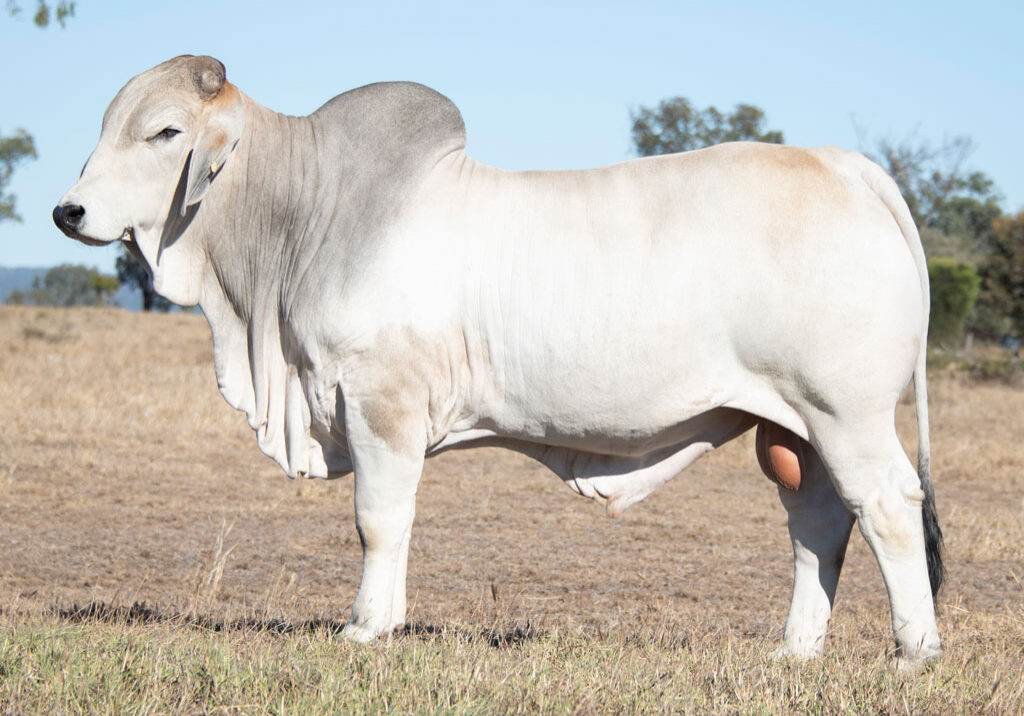 Lot52