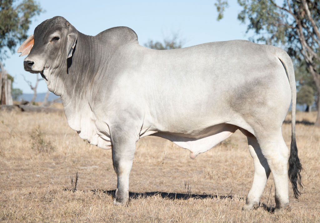 Lot53