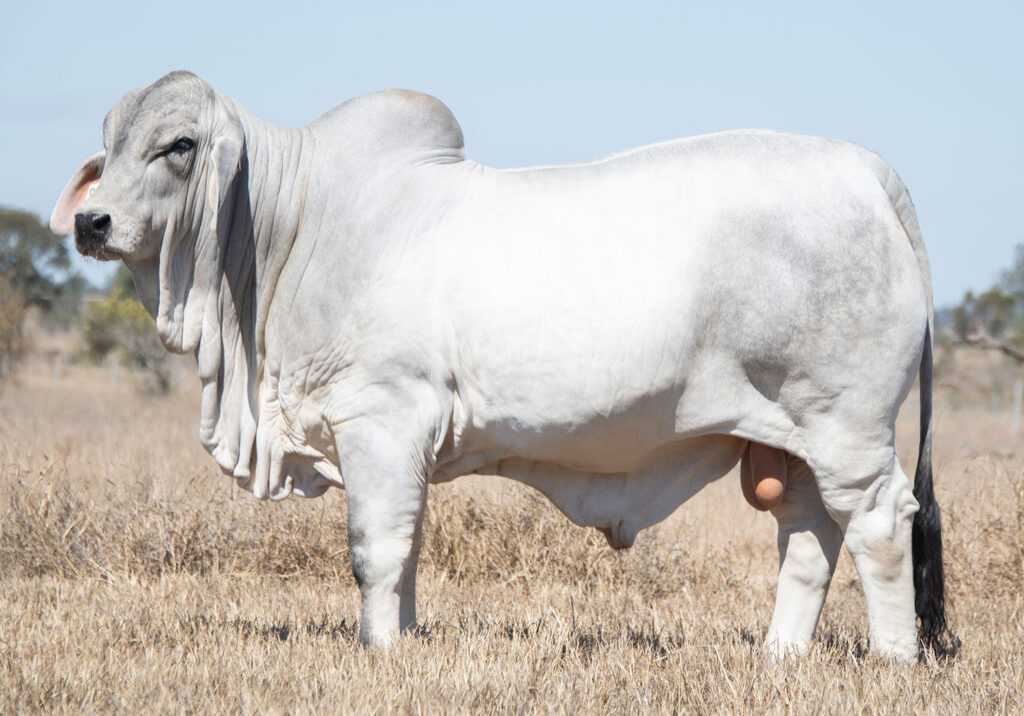 Lot54