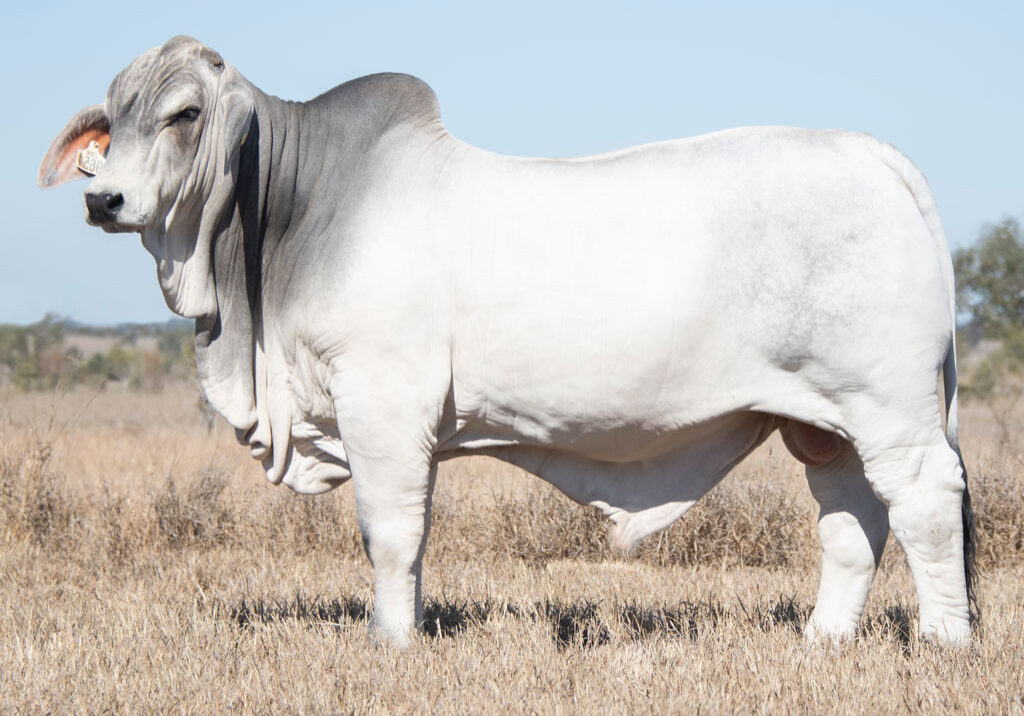 Lot55