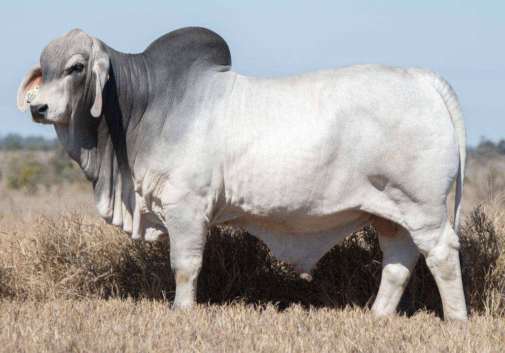 Lot61