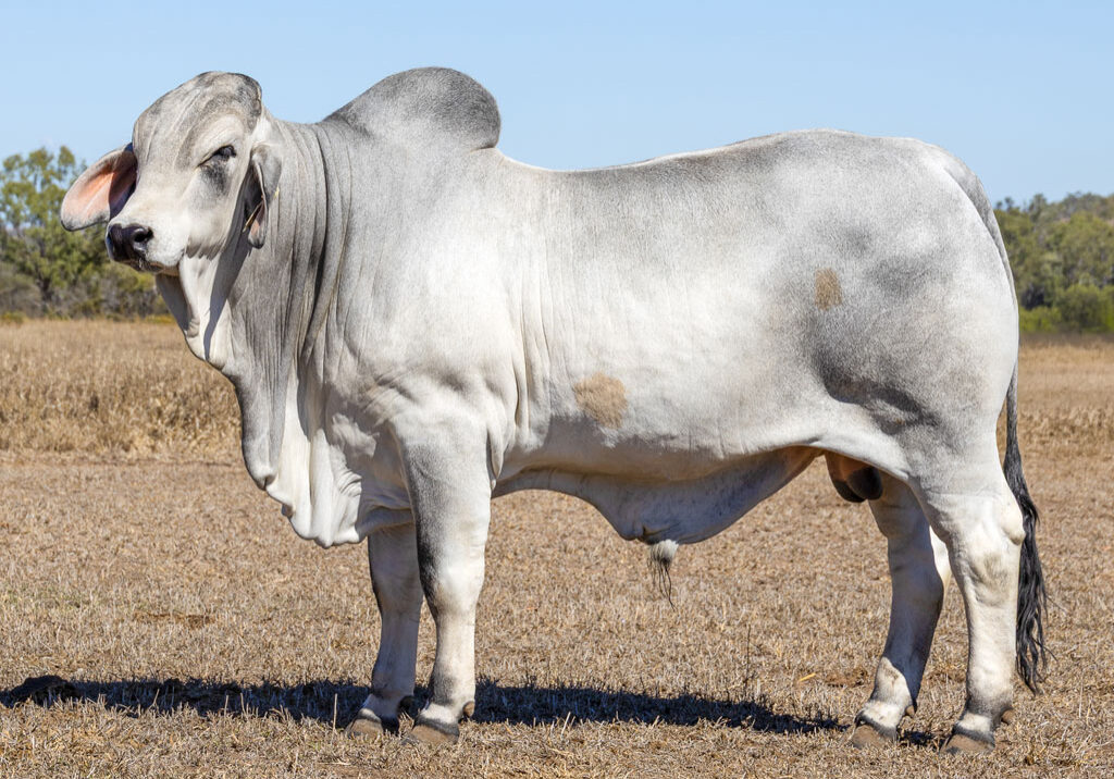 Lot64