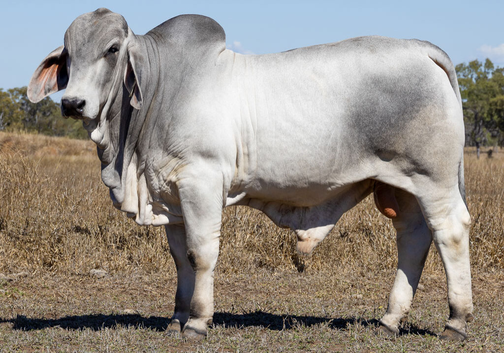 Lot65