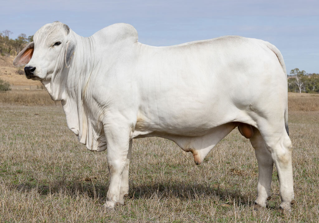 Lot67