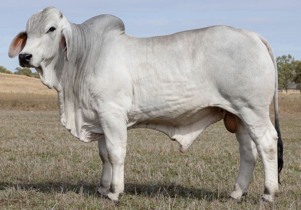 Lot68