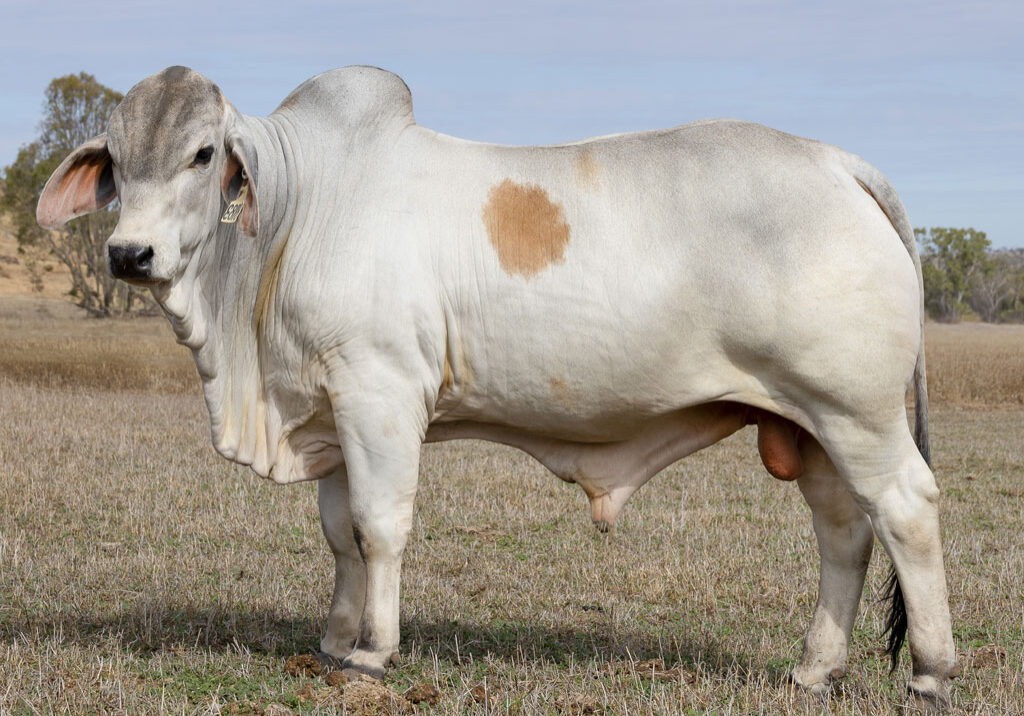 Lot69