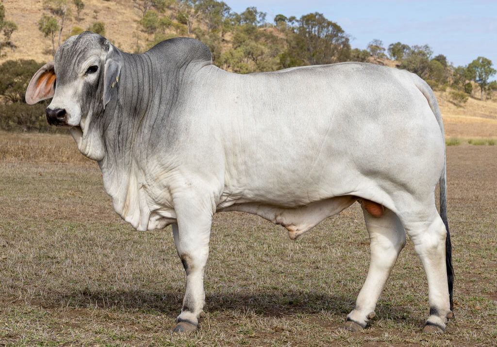Lot71
