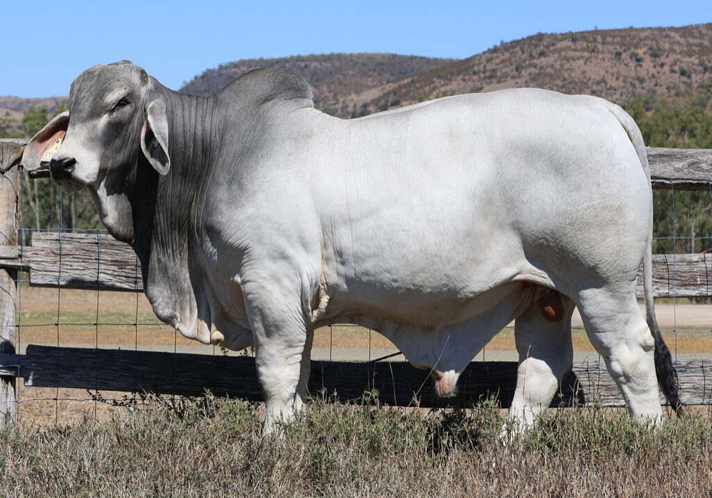 Lot81
