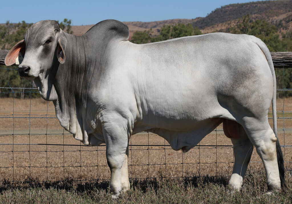 Lot82