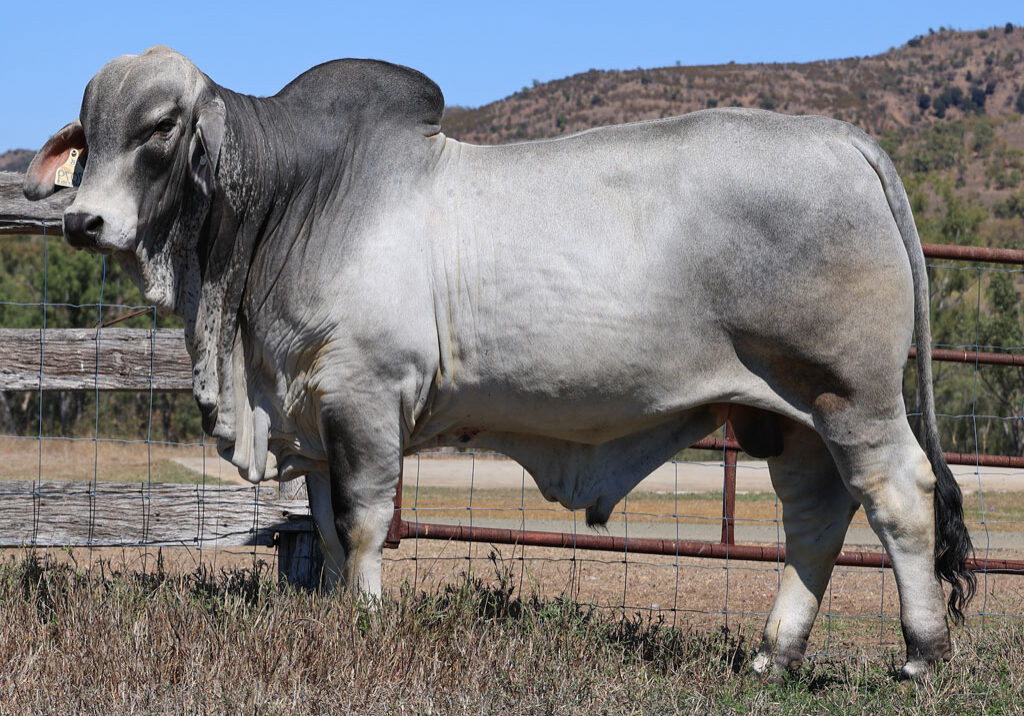 Lot85