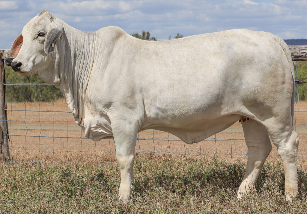 Lot99