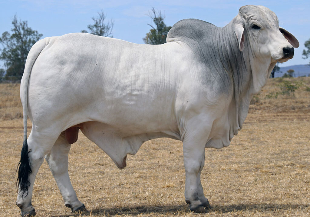 sale_401_31-Herd-Bull-ELROSE-HERD-BULL