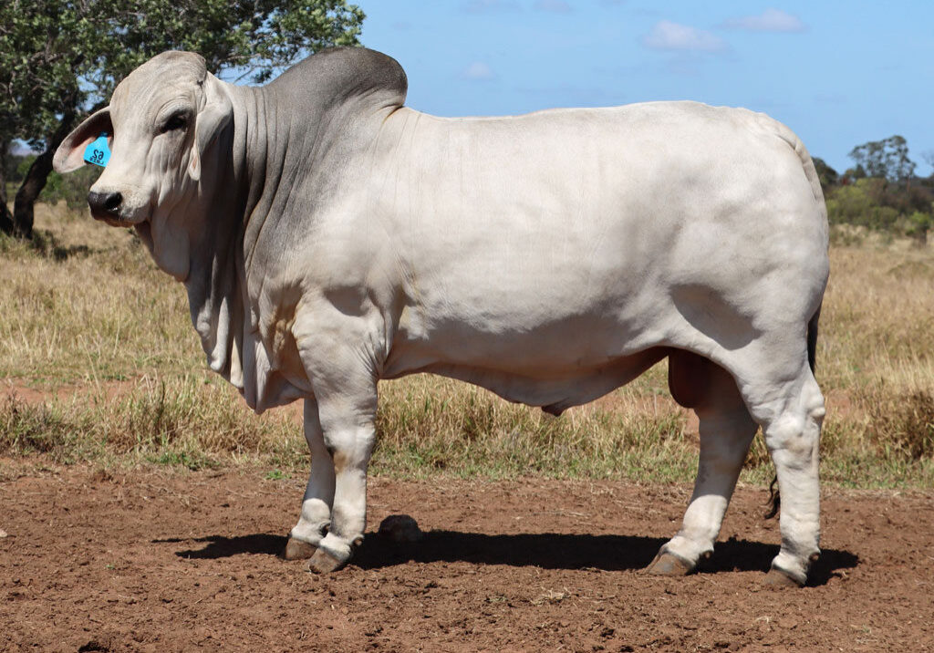 updated17102024_LOT-62_LANCEFIELD-INVITATIONAL_W