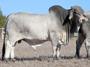 LANCEFIELD S BIRTLEY 448/8/46 HERD BULL